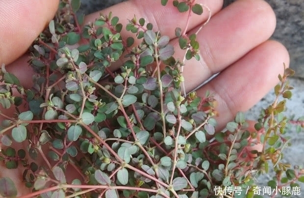 牛奶草|这野草被叫“牛奶草”,农村多见无人理,殊不知是好药20元一斤