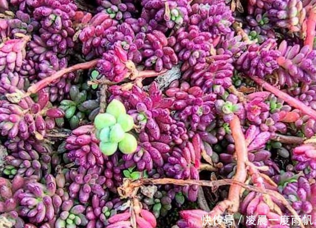 植物|总觉得家里植物开花太少,可以试试这些花,开花量非常大