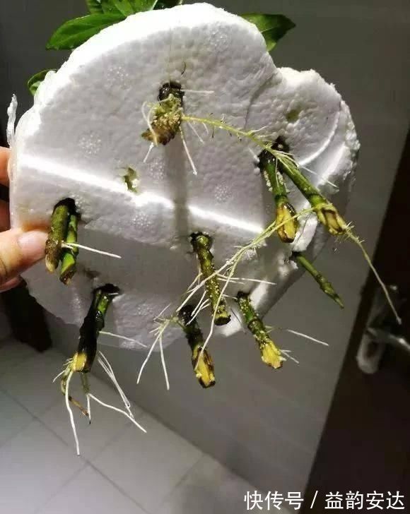 家里的塑料油桶别扔，有3个“妙用”，种菜效率高，扦插生根快