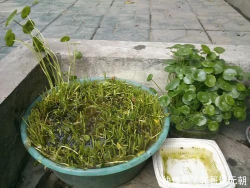 6种常见“花卉”,养在家里要“舍得剪”,越剪越“旺盛”