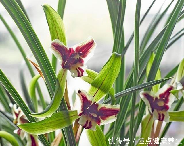 养兰花牢记“2勤、1控制”,即使养在塑料桶里,也能满盆冒花苞!