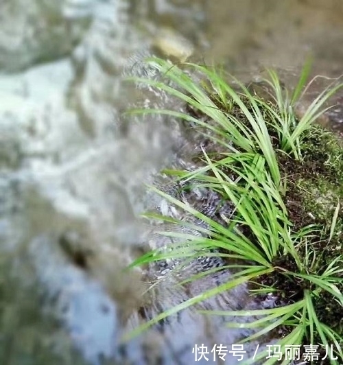 小时候妈妈炖鱼常放的一种野菜,在农村很常见,提神解困你认识吗