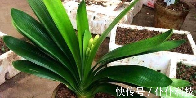 水溶肥|养君子兰要会施肥,适合它的肥料有“3种”,不同时期用法不同