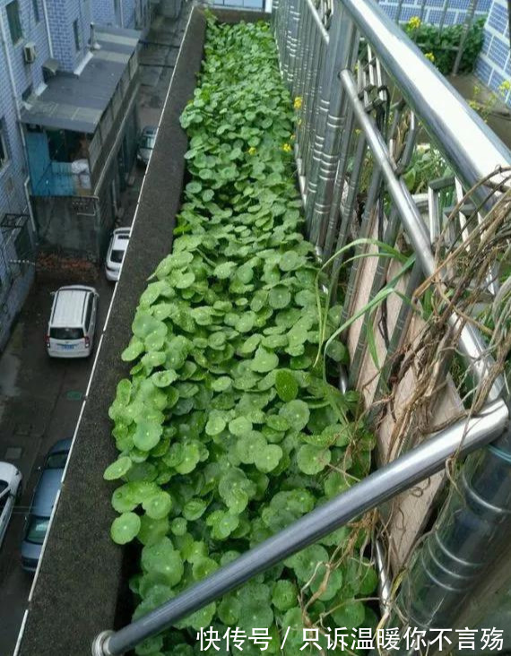 钱多多|养花技巧铜钱草养在这,7天就爆盆,叶子长成巴掌大!