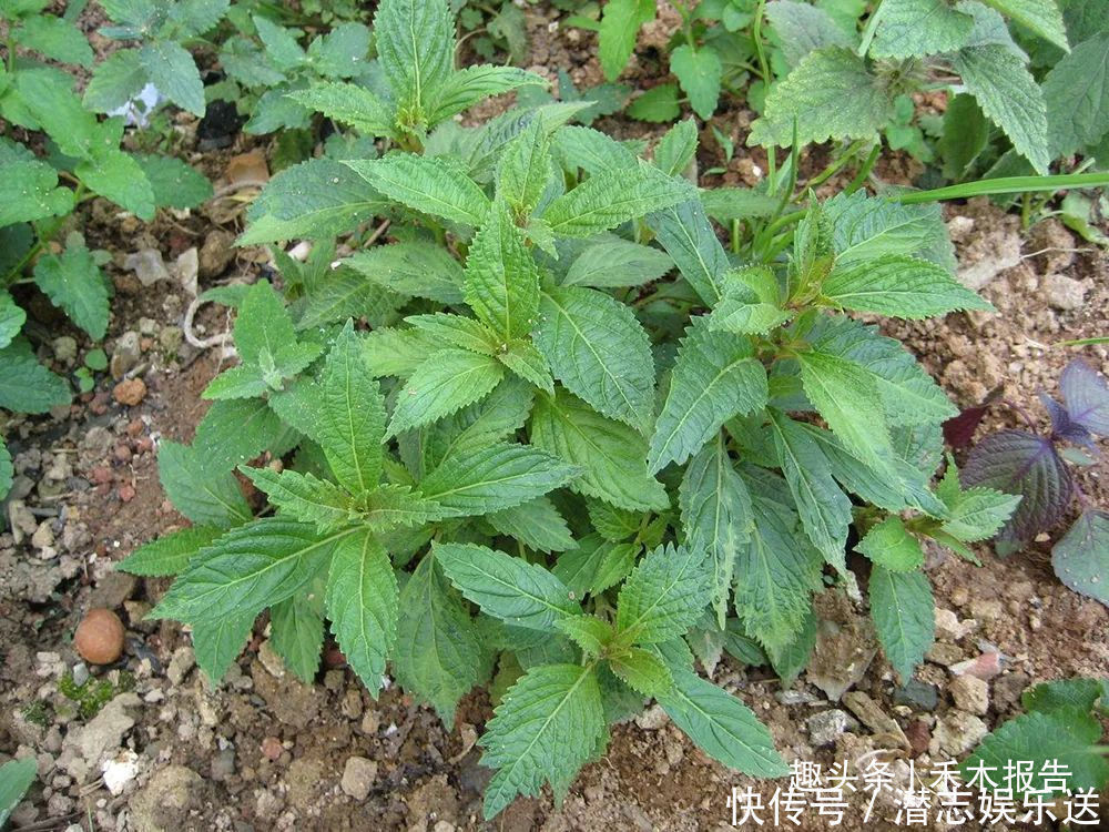 黄草|农村一种野草，人称“肝之草”，是民间“养肝”良方，煲汤是一绝