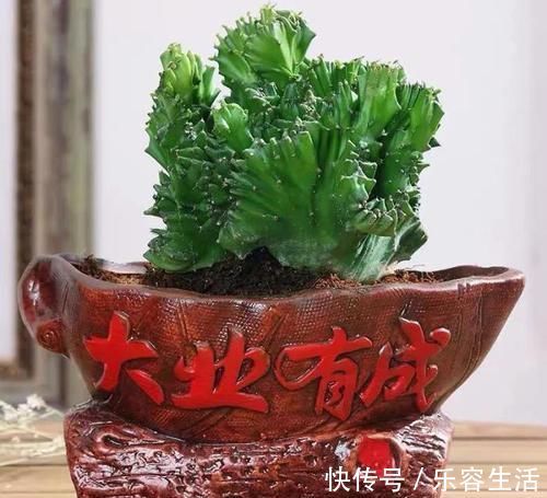 生长发育|适合男人养的四种花，大气又稳重，旺财又旺运，早看早知道！