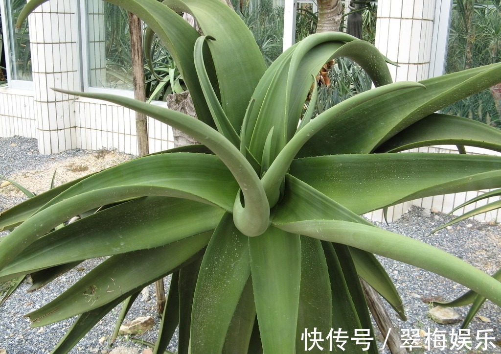 媛姐|别人家的芦荟为何像树学会这三招让你不再羡慕,芦荟也能一米五