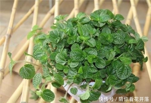 吸毒草|农村常见的一种植物，漂亮又好养，家里养2盆，有毒气体一扫光！