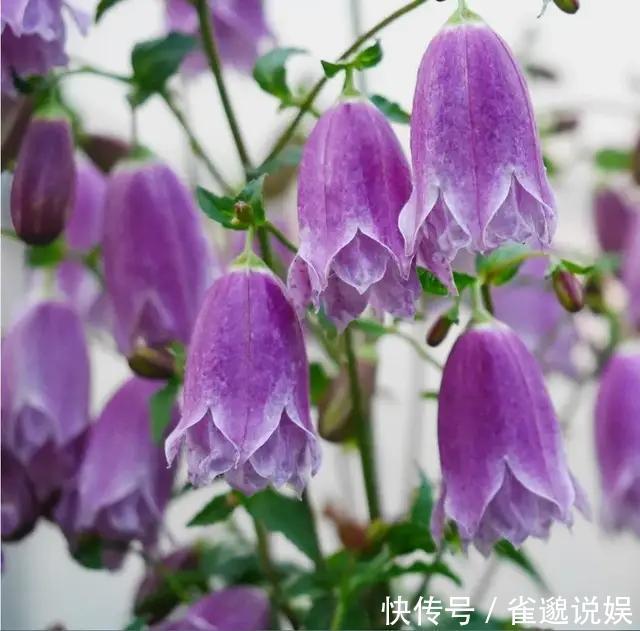 植植物界的战斗机，耐寒耐贫瘠，花朵如风铃，皮实好养的小仙女！