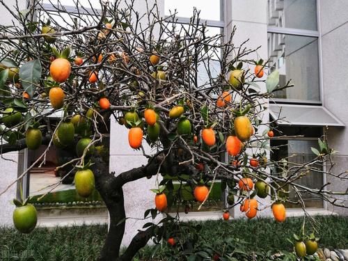 观果盆景金弹子，嫁接的雌雄枝，挂果已经开始慢慢变红了