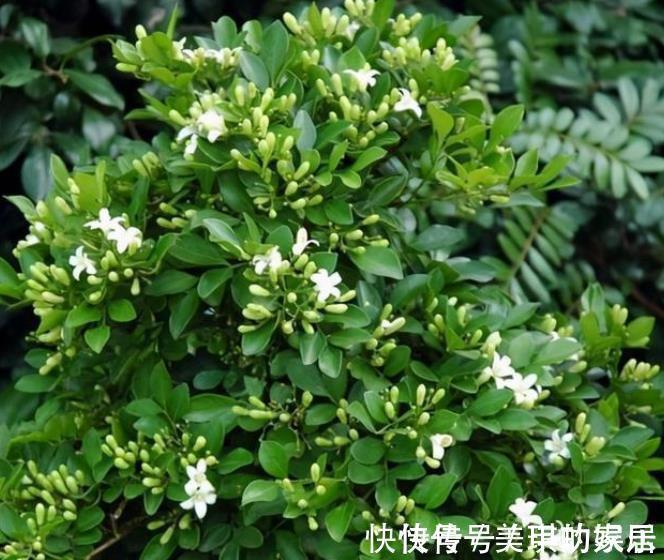 家里种上1种“香水花”,清香四溢空气更清新,一开就是小半年