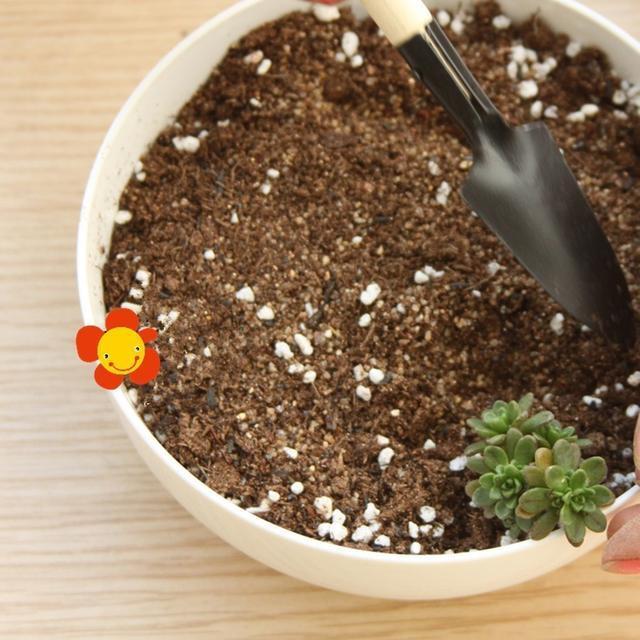 植物|快死的花卉这样做,能轻松起死回生!