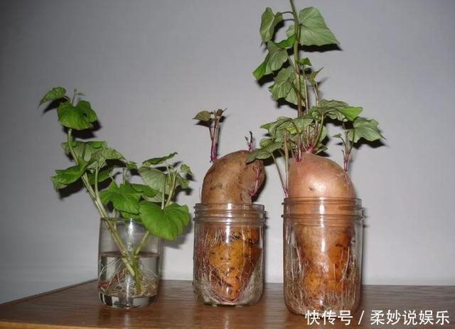 红薯|这5种菜留好根,放在水培瓶里,没几天长出小盆栽叶子还能吃