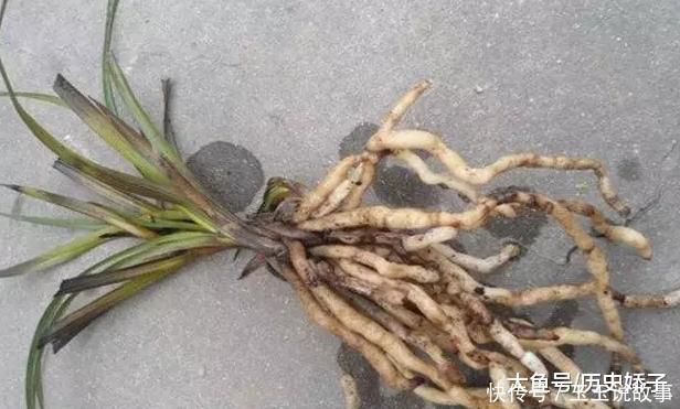 盆里加点它,养花10年不黄叶,年年花开不断!