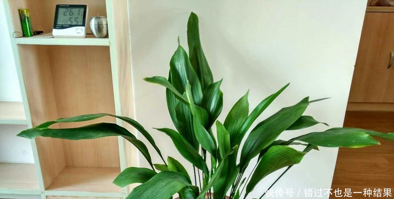 养花|用食用醋来养花,保准可以让植物枝繁叶茂!用食用醋来养花,保准可以让植物枝繁叶茂!