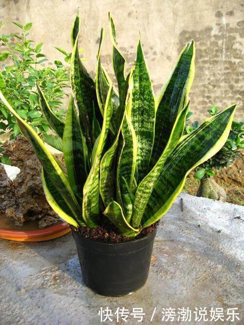 种花|适合新手养的4种花,打理简单、省事,关键还提高养花技术和能力