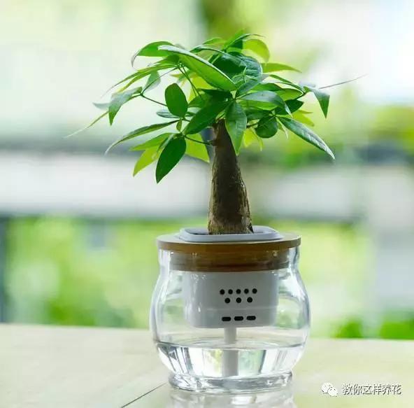 土生根|4种花放水里猛长根，比土培好养100倍，一分钱不花，还很漂亮！