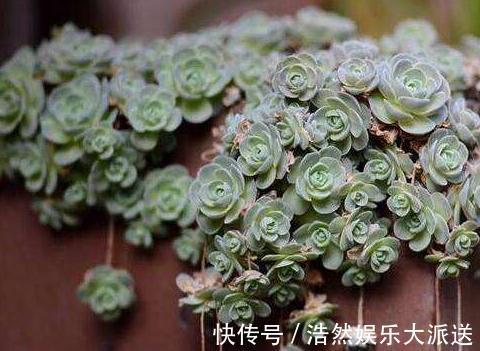 亮亮|室内3种花最怕“湿”,一沾水就死,放阳台不管,365天油亮亮