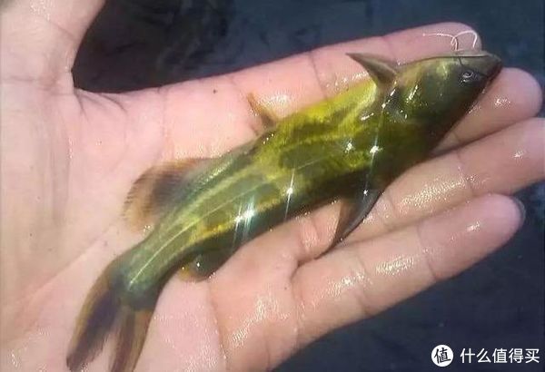 内脏|野钓黄颡鱼如何选饵？巧用家禽内脏出奇制胜，解析其特点和用法