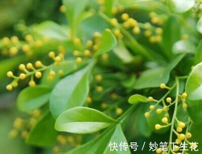 叶片|米兰花叶片发黄和脱落有哪些，知道这些后来看看吧！