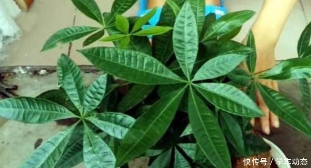 3类种子得捡回家,冬天将它扔水里,呼呼长成漂亮的绿植盆栽!