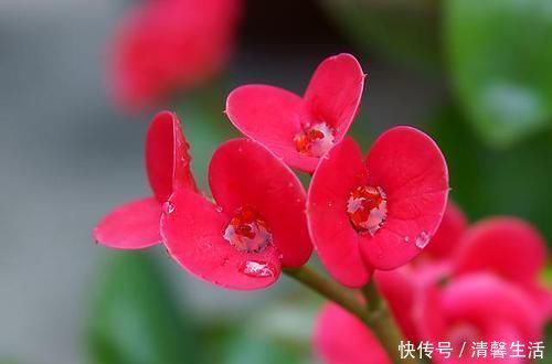 马蹄莲|4种有毒花,碰了麻烦大,再喜欢也别养,扔都不来及