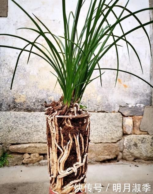 种植兰花为何不用土？原因其实很简单