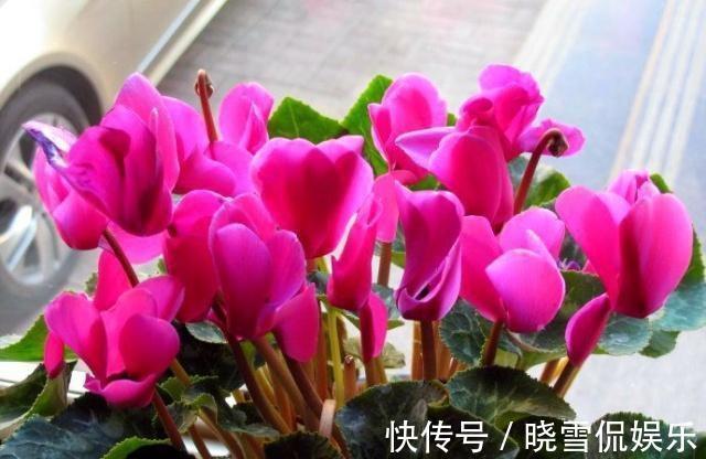 秋天|5种“漂亮花”,个个高颜值,越冷凉,花越艳,现在正是入手时