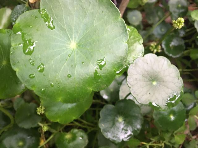 铜钱草开花了,剪掉还是留下“1步”让它叶片绿多又大长爆盆