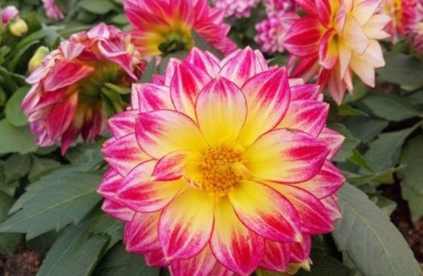 春天就养这“5种花”，丢盆里猛长，开花多又美，一整年开花！