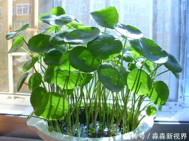 茎干|铜钱草爱长个,却“没型”!2个方法好解决,叶片圆滚滚更好看