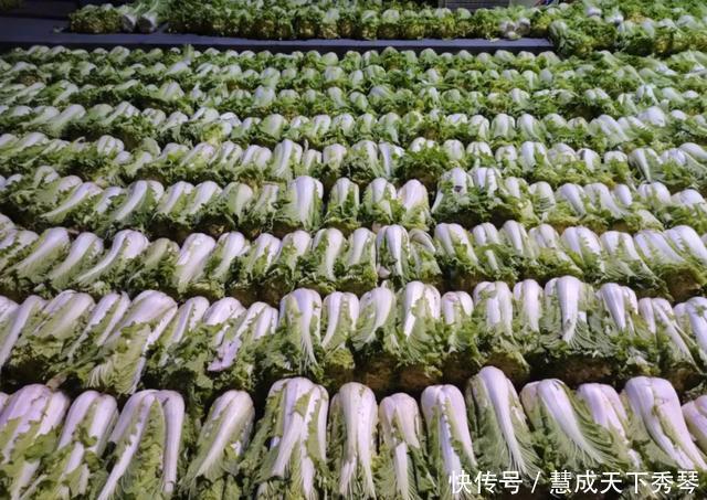 东北|当东北人开始囤菜,阵仗可以有多大南方人场面堪比部队站军姿