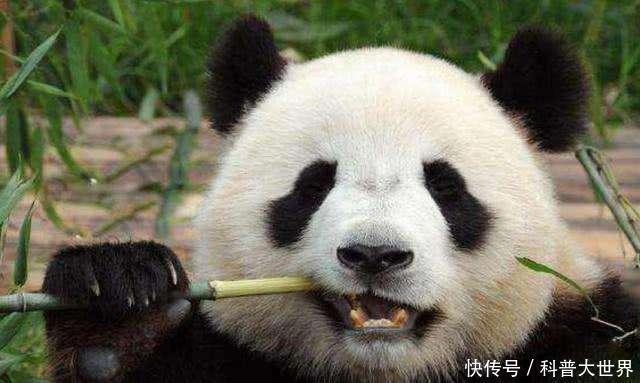 常用|竹子都是空心吗其实也有实心竹熊猫最爱吃它,生活中也常用到