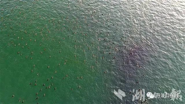 丹江口水库坝下湿地成了候鸟越冬“乐园”