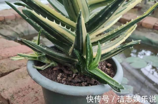 芦荟叶片瘦弱不生长简单做“2步”,叶片肥厚根系壮,侧芽爆盆