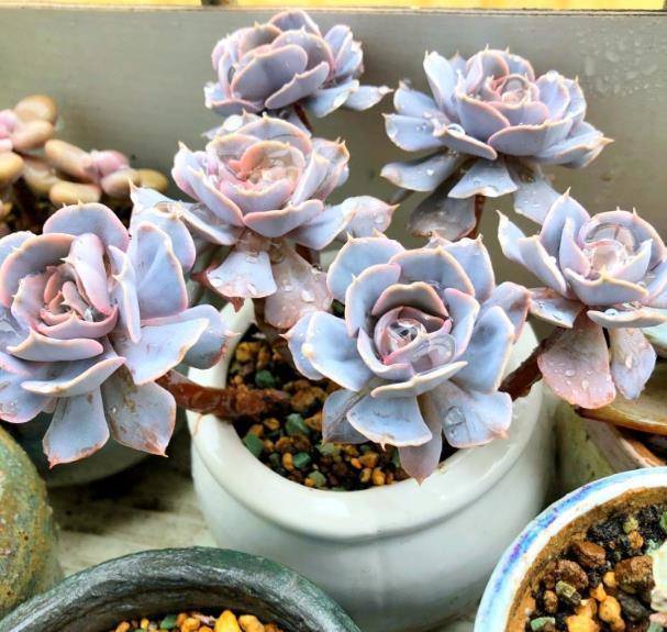 技巧|给多肉植物补充养分,用上这个技巧,多肉肥了一大圈