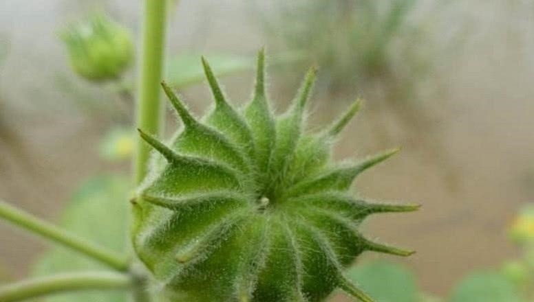 磨盘草|乡下不起眼的“野草”,却是不可多得的中药,城里人高价难求!