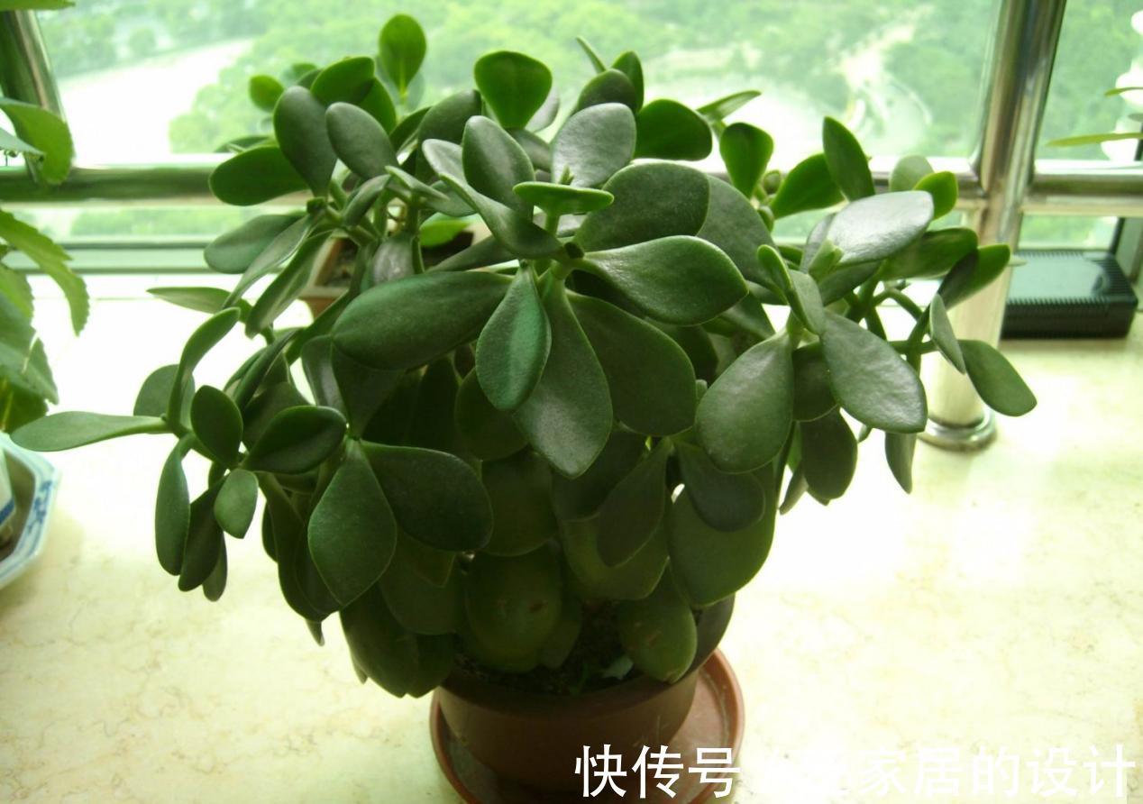 土壤|养花没有养分来源?学会这方法,一些树皮就能轻松搞定问题