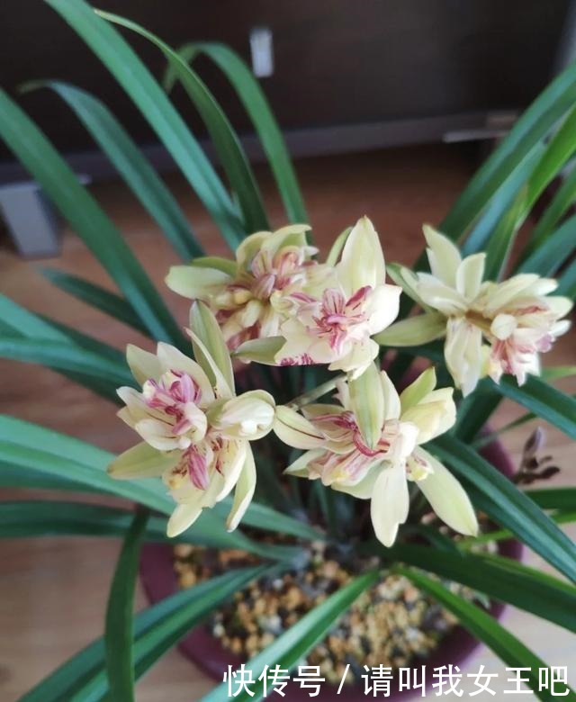 6种兰花,一开花香飘满屋,越养越值钱!6种兰花,一开花香飘满屋,越养越值钱!