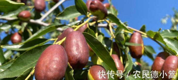 胶原蛋白|天凉了,女人多吃“营养全能冠军”,补充胶原蛋白,皮肤紧致细腻