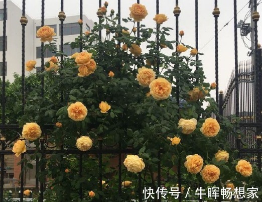 新手养花，不如养盆花中精品“橙雀三角梅”，花开爆盆，艳丽多姿