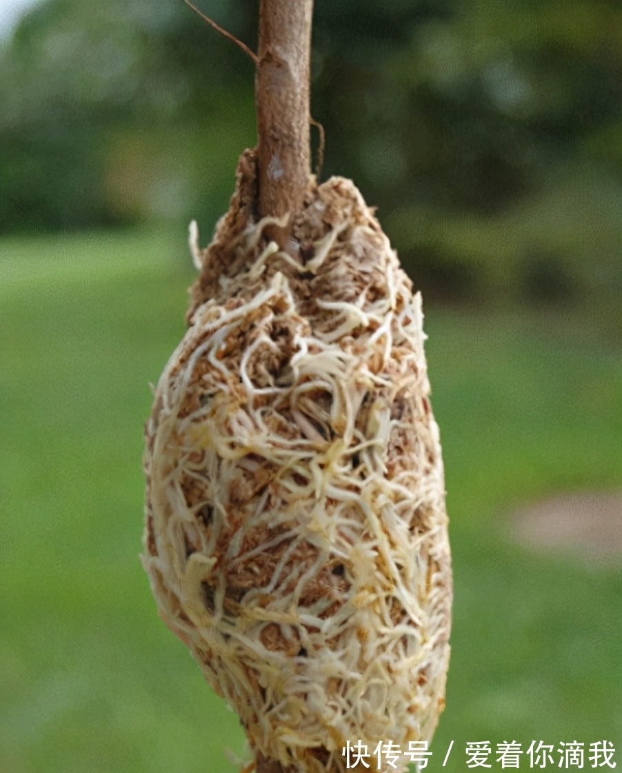 养花技术活:怎么“高压”扦插育苗,让枝干长出根须?