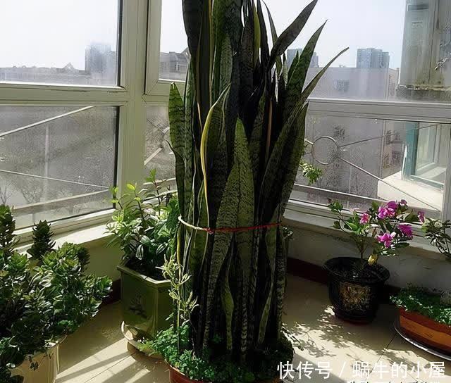 4年,把“虎皮兰”养成1棵小树,长到2米高,还不舍得剪