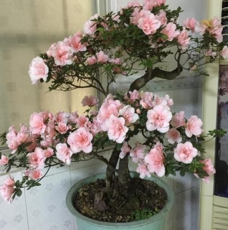 “2种天天花”家里养一盆，一年300多天有花看，好养又漂亮，值！