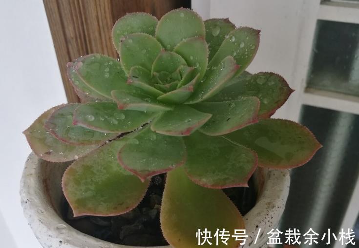 莲花科属多肉|莲花科属多肉,茎干底端叶子干枯摘还是不摘?看这3种情况