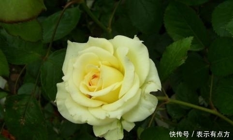 花中娇客|盆景价值排行榜,你养了吗?