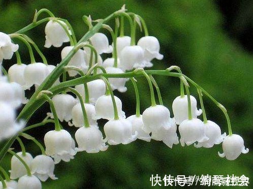 小铃铛|此花花姿绰约，宛如一串串洁白的小铃铛，散发着阵阵清雅的芳香