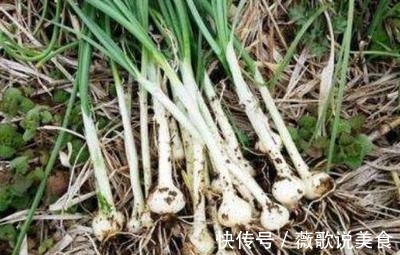 心梗|医圣张仲景一个治心脏病的千古名方,横扫冠心病、心绞痛、心梗