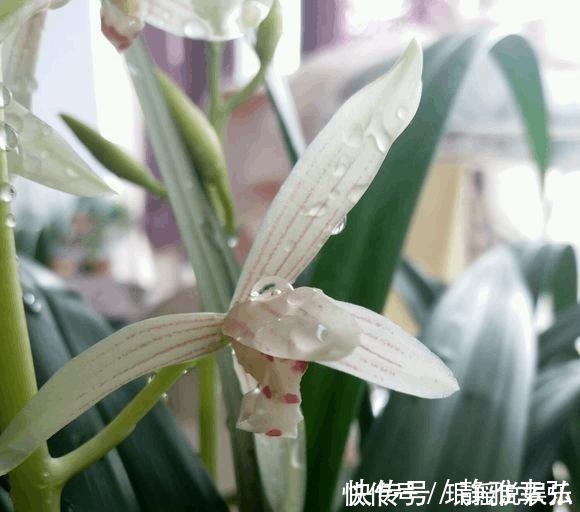 兰花不开花，反而焦叶，几个办法瞬间绿油油