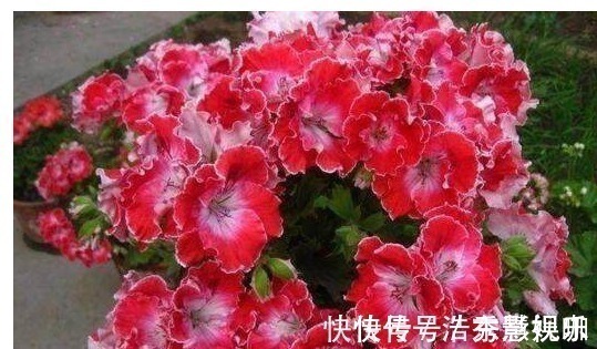 君子兰|君子兰、长寿花、蟹爪兰总不开花,可能盆里缺点它,加一点就开花